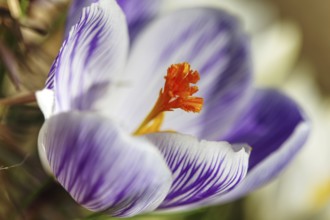 Close-up of a purple crocus (Crocus) blooming in the foreground with a soft background, Siegen