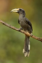 Malabar Grey Hornbill (Ocyceros griseus) female perched on a branch, Kerala, India