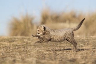 Cheetah (Acinonyx jubatus) cub running and jumping, Castile-La Mancha, Spain