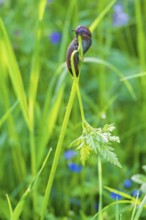 Snail eating on a plant stem in a lush green meadow a summer day