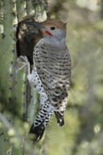 Northern Flicker (Colaptes auratus), Arizona, USA