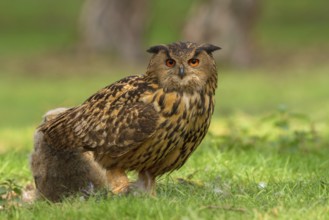 Eurasian Eagle-Owl (Bubo bubo) female with chick, Utrecht, Netherlands