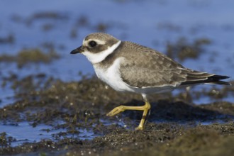 Common Ringed Plover (Charadrius hiaticula) juvenile, Andalusia, Spain