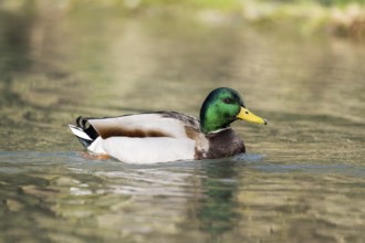 Mallard (Anas platyrhynchos) male on a lake, Bavaria, Germany