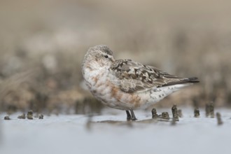 Curlew Sandpiper (Calidris ferruginea) resting on shoreline, Mecklenburg-Western Pomerania, Germany