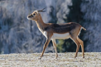 A young male blackbuck (Antilope cervicapra) stands in a hoar-frost covered meadow on a sunny