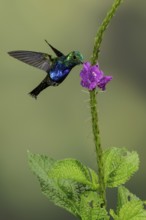 Violet-bellied Hummingbird (Damophila julie) flying while feeding at a flower in the South of