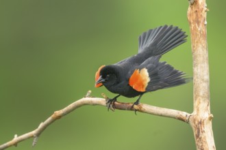 Red-winged Blackbird (Agelaius phoeniceus) male perched on a dried branch, Colorado, USA