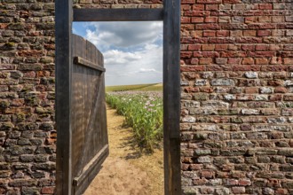 Gate in an Opium poppy field, Germerode, Werra-Meissner district, Hesse, Germany, photomontage