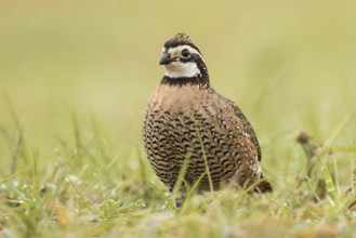 Northern Bobwhite (Colinus virginianus) male, Texas, USA