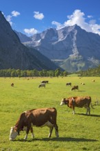 Cows grazing on the alpine pasture, Großer Ahornboden, Eng-Alm, Eng-Alm, Karwendel Mountains,