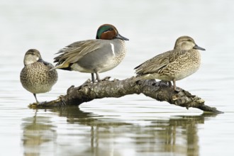 Green-winged Teal (Anas carolinensis) female, Texas, USA