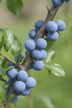 Blackthorn (Prunus spinosa), Federal Republic of Germany