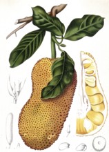 Cempedac tree, Artocarpus integer, or also called champedac, is a species of plant belonging to the