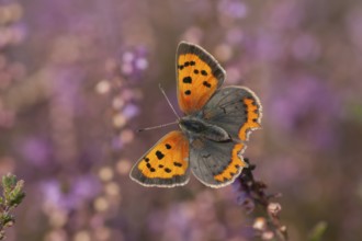 Small copper butterfly (Lycaena phlaeas) adult insect feeding on a heather flower on a heathland in