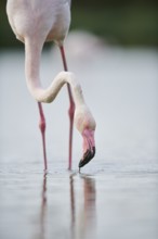 Greater Flamingo (Phoenicopterus roseus) standing in the water, portrait, Parc Naturel Regional de