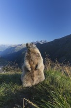One adult Alpine Marmot, Marmota marmota, sitting erected on a rim of a soil, observing his