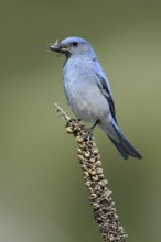 Mountain Bluebird (Sialia currucoides), Oregon, USA