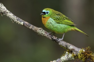 Brassy-breasted Tanager (Tangara desmaresti) perched on a branch in the Atlantic Rainforest of