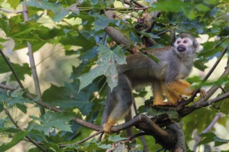 A Central American squirrel monkey (Saimiri oerstedii) looks for food in a green bush. Costa Rica,