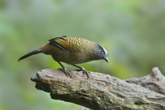 Blue-winged Laughingthrush (Trochalopteron squamatum), Yunnan, China