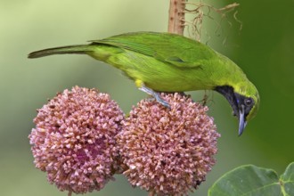 Greater Green Leafbird (Chloropsis sonnerati) male, Sabah, Malaysia