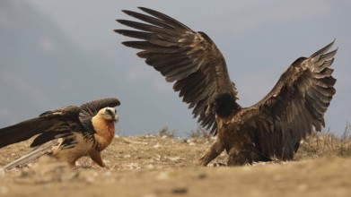 Capturing a majestic scene, two bearded vultures showcase their impressive plumage against the