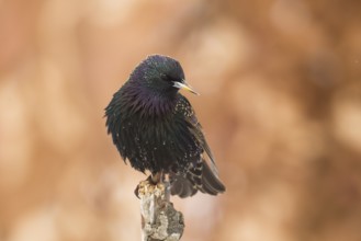 Common Starling (Sturnus vulgaris), Bavaria, Germany