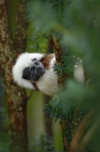 Cotton-top tamarin, Rio Cauca, Colombia. Small mokley hidden, green tropic forest. Animal from