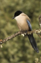 Iberian Magpie (Cyanopica cooki), Castile-La Mancha, Spain