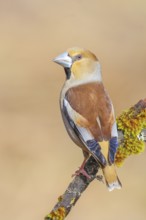 Hawfinch (Coccothraustes coccothraustes) male sitting on a branch covered with moss and lichen,