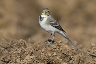 White wagtail, (Motacilla alba), BTiere, birds, family of wagtails and pipits, Steglarp, Vellinge,