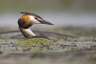 Great Crested Grebe (Podiceps cristatus), Saxony-Anhalt, Germany