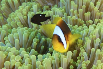 Red sea anemonefish (Amphiprion bicinctus)