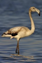 Greater flamingo (Phoenicopterus roseus), East Khawr / Khawr Ad Dahariz, Salalah, Dhofar, Oman