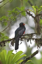 Slaty-tailed Trogon (Trogon massena) male, Costa Rica