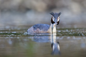 Great Crested Grebe (Podiceps cristatus) with fish prey in beak to feed young, North