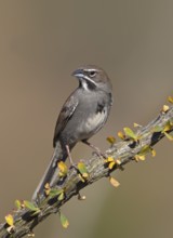Five-striped Sparrow (Amphispiza quinquestriata), Arizona, USA