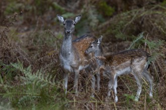 This fallow deer (Dama dama) has a relatively small calf in October, the young animal was probably