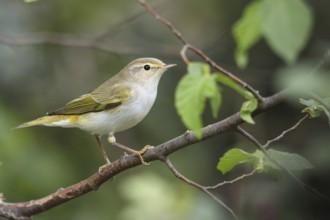 Western Bonelli's Warbler (Phylloscopus bonelli), Liguria, Italia