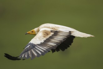 Egyptian Vulture (Neophron percnopterus) flying, Castile-La Mancha, Spain