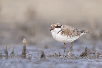 Black-fronted Dotterel (Elseyornis melanops) juvenile, Western Australia, Australia