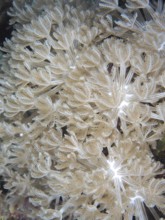 Plapper bouquet coral (Heteroxenia fuscescens)