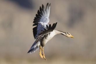 Bar-headed Goose (Anser indicus) flying, Tibet, China