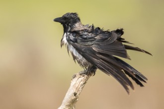 Hooded Crow (Corvus cornix) perched on an old branch, Romania