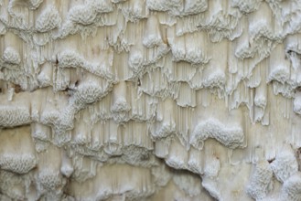 Structure, tree fungus, Bad Homburg vor der Höhe, Hesse, Germany