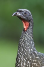 Dusky-legged Guan (Penelope obscura) perched on a branch in the Atlantic rainforest of southeast