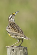 Eastern Meadowlark (Sturnella magna), Florida, USA