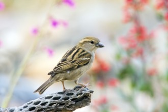 House Sparrow Passer domesticus Tucson, Pima County, ARIZONA, United States 14 March Adult Female