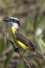 Great kiskadee (Pitangus sulphuratus), South America, Mato Grosso, Pantanal, Brazil